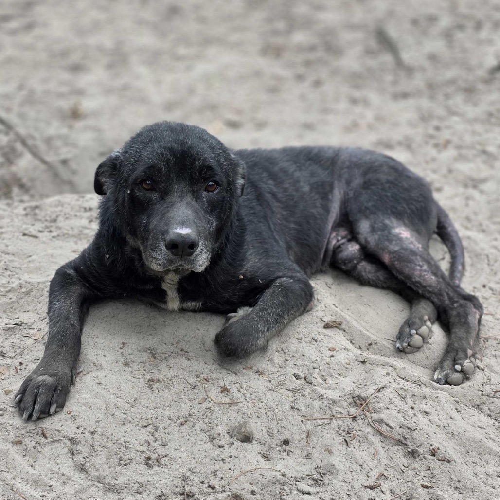 Dozer, photo 8