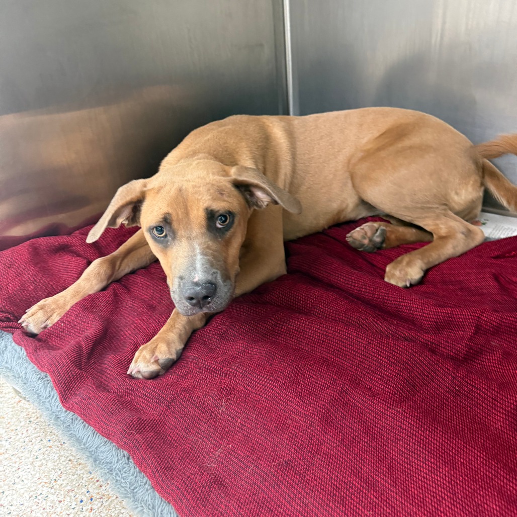 GRACIE - Mixed Breed (Large) available for adoption