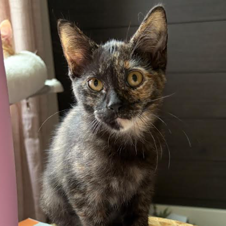 Lottie, available for adoption