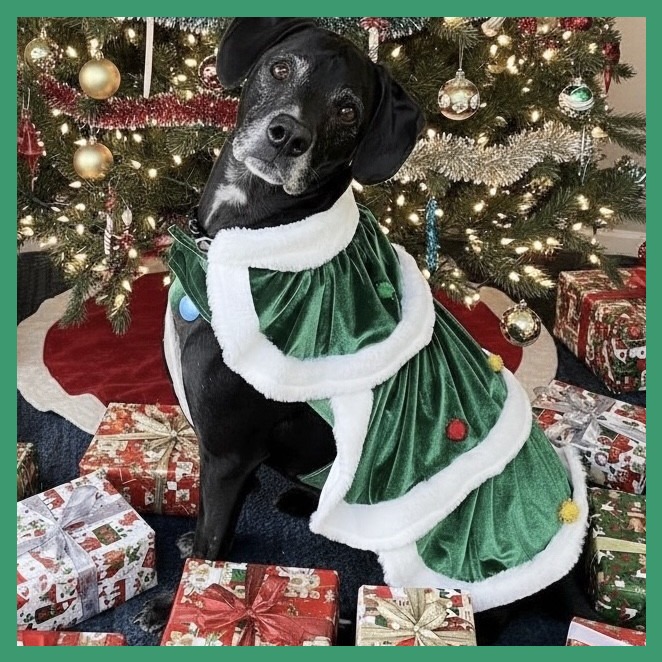 Ridley: Male 84 Boxer/Retriever, Black Labrador