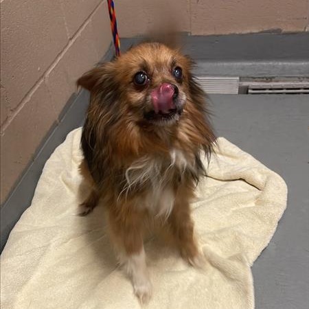 Pomeranian