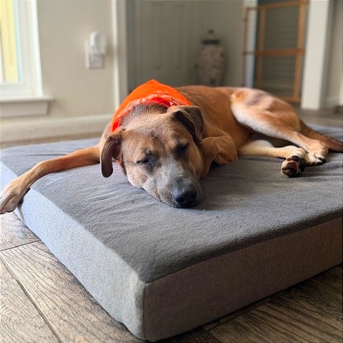 BUDDY - Hound / Mix available for adoption