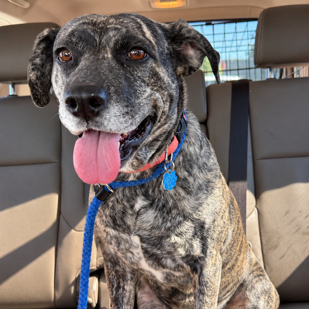 Daisy Duke (Formerly Phoebe), photo 2