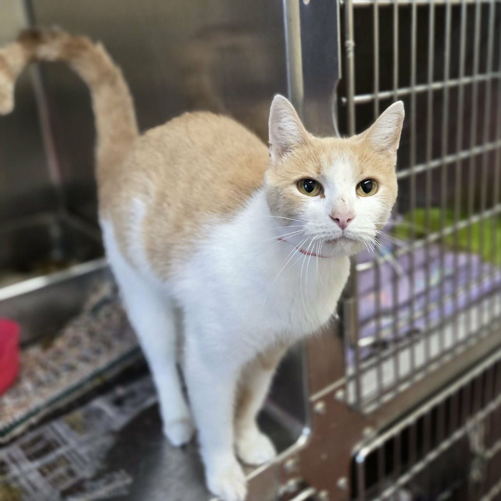 SQUIGGS - Domestic Shorthair for adoption in Madison