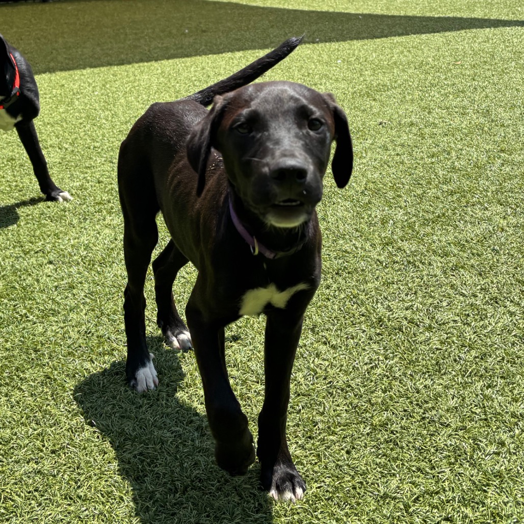 LABRADORITE - Mixed Breed (Medium) available for adoption