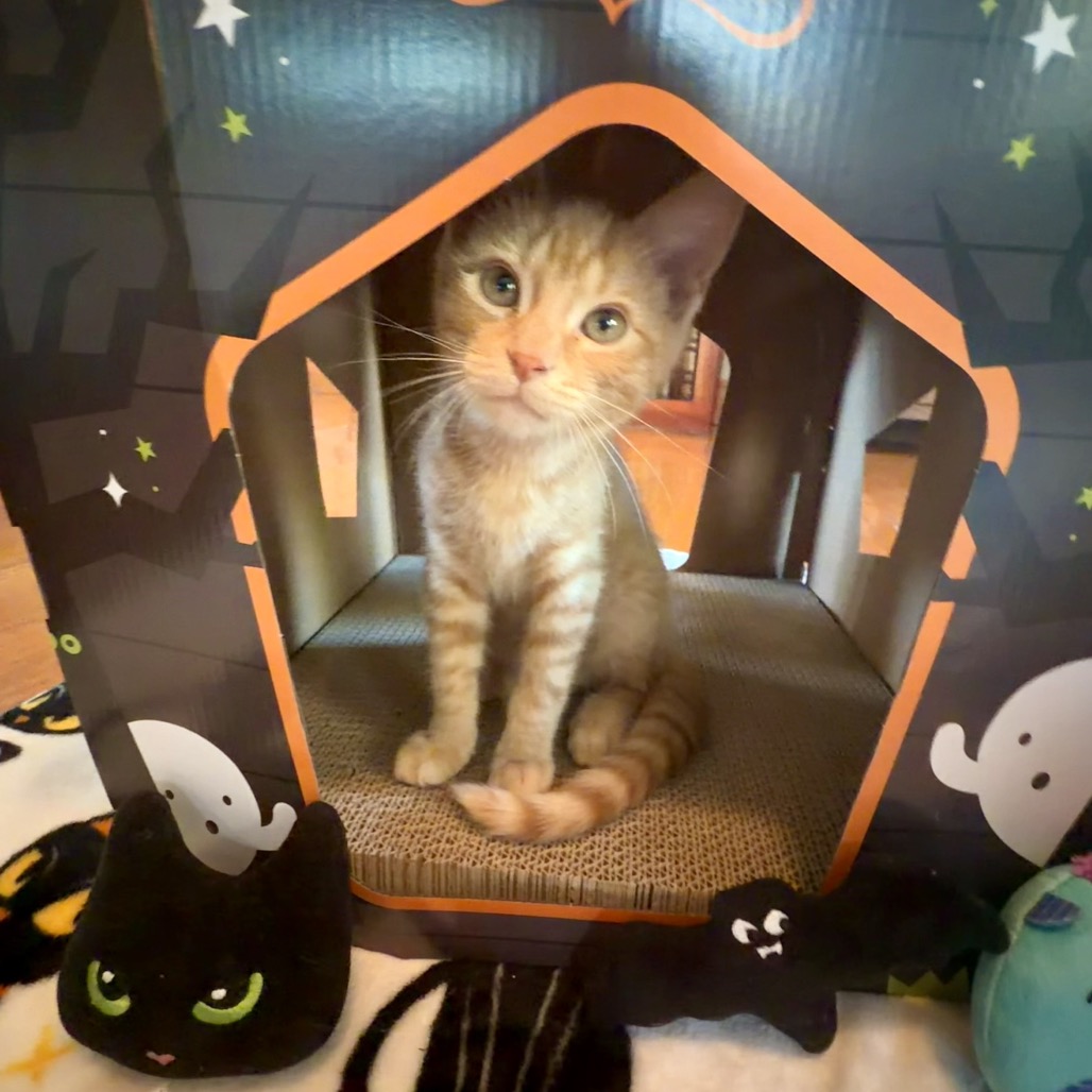 Pumpkin