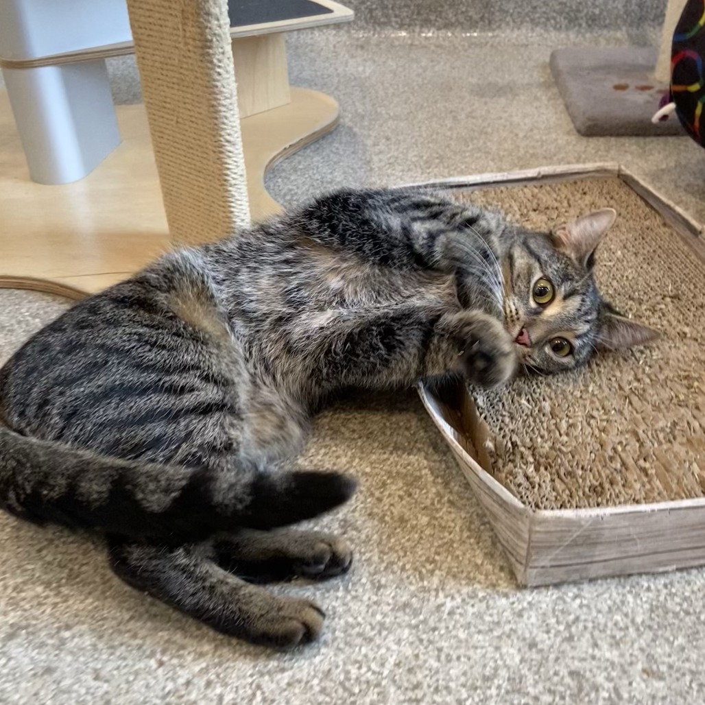 CLAIRO - Domestic Shorthair available for adoption