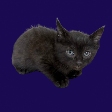 Huey