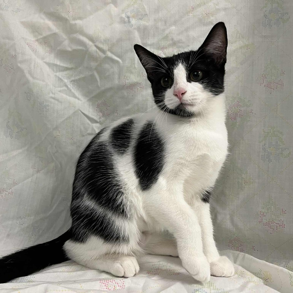 Brie — thumbnail 5