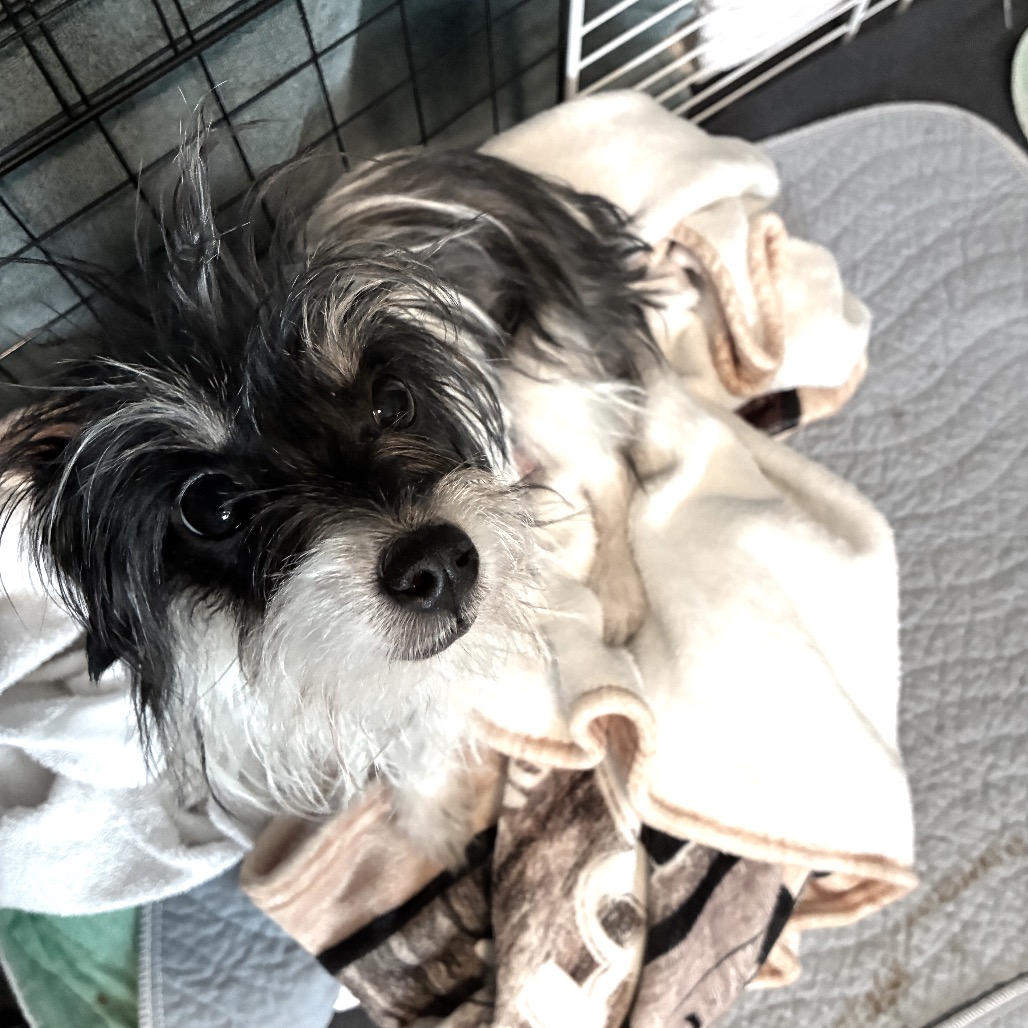 Terrier