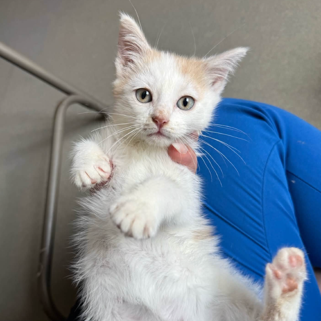 Winslow, available for adoption
