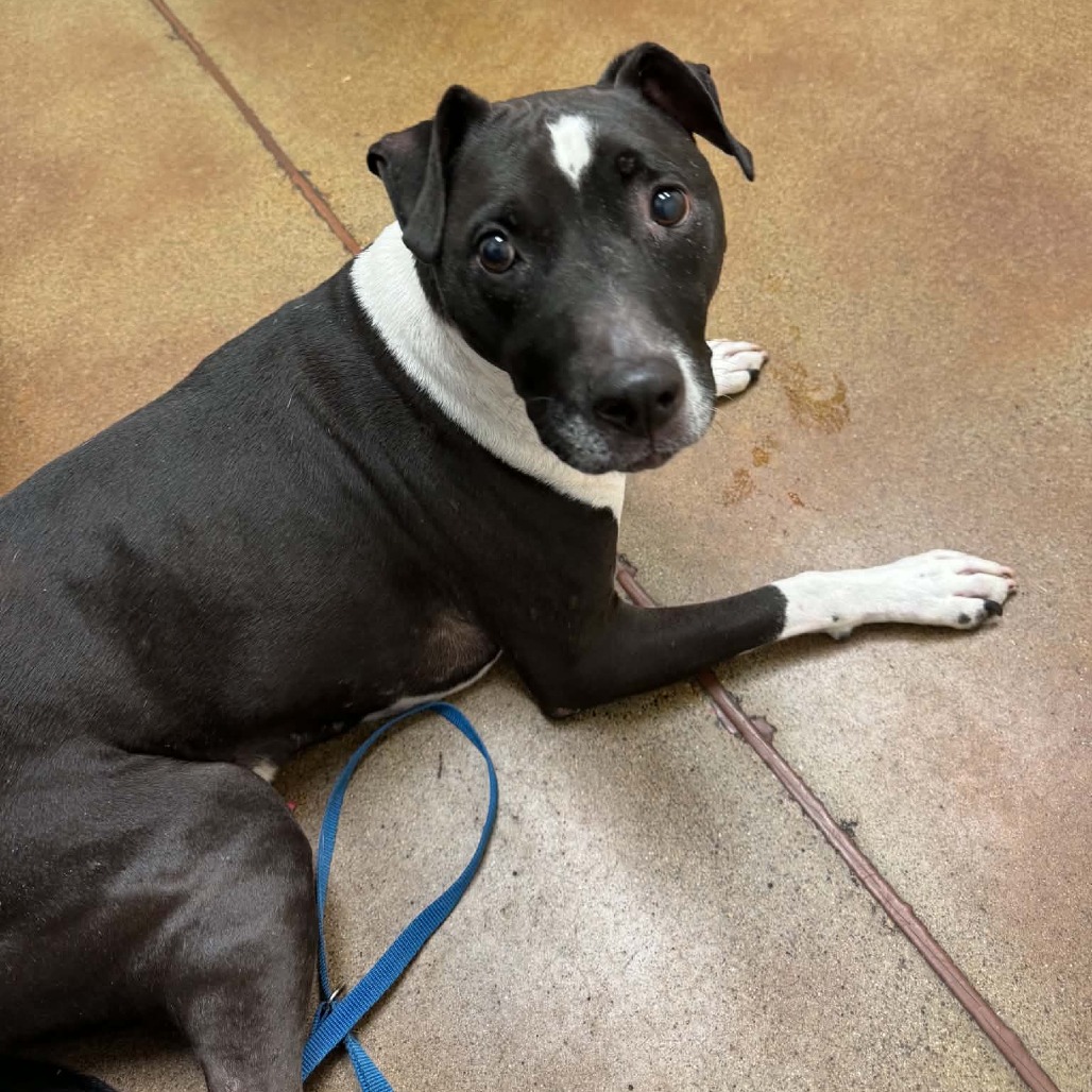 Bocephus, a Terrier, American Pit Bull / Mixed Breed (Medium)