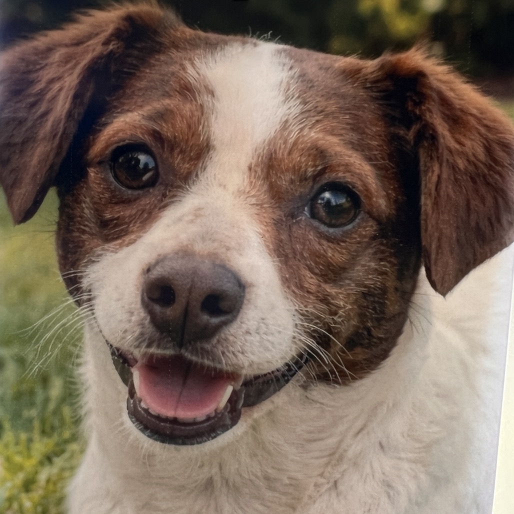 BEAN - Mixed Breed (Small) available for adoption