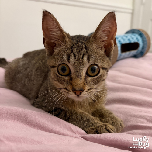 MAX - Domestic Shorthair available for adoption