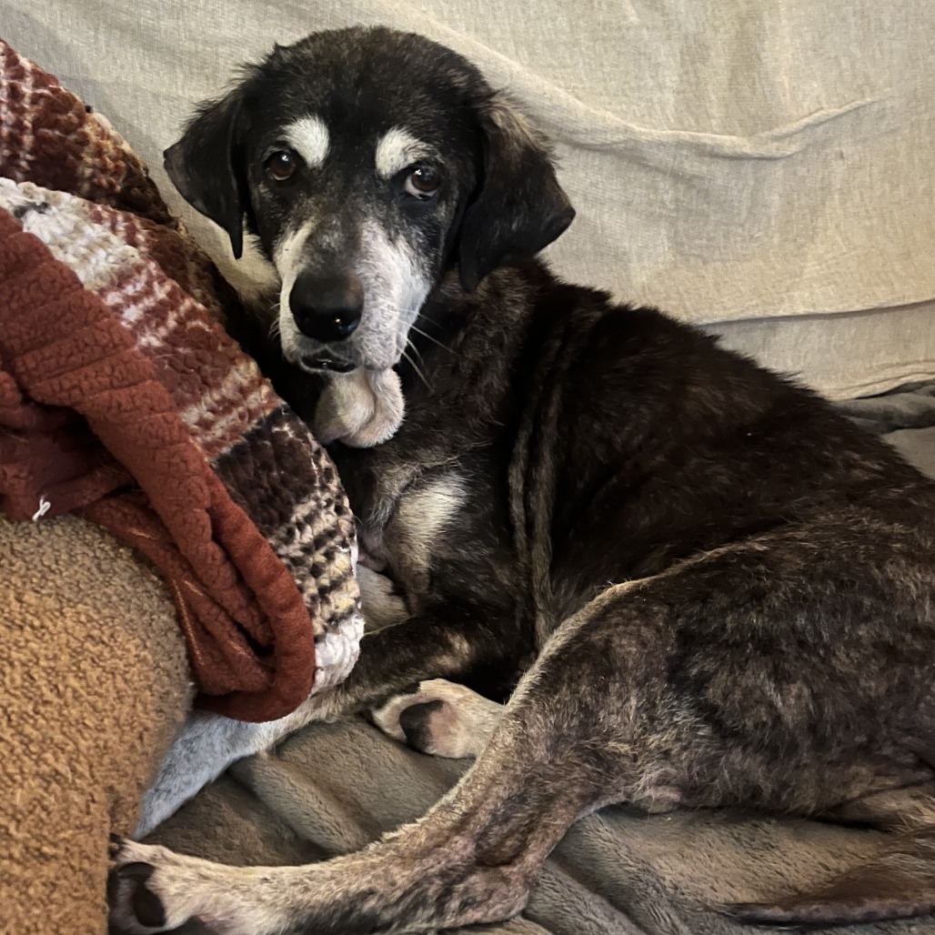 Glitter, adoptable senior dog