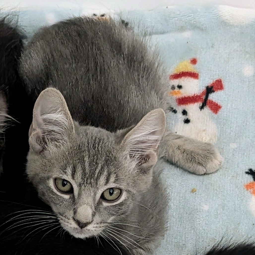 EARL GRAY - Domestic Shorthair available for adoption
