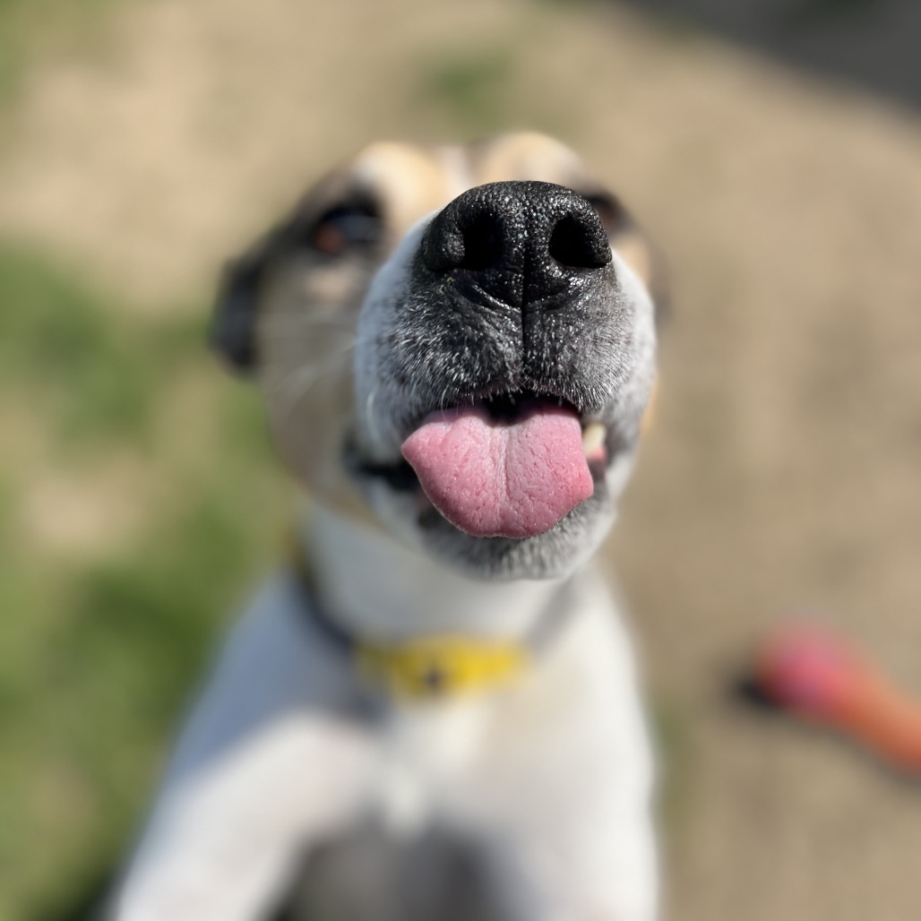 Bruce T Moose