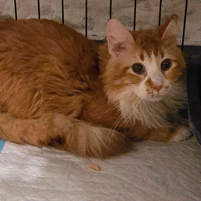 WYNONA - Domestic Longhair available for adoption
