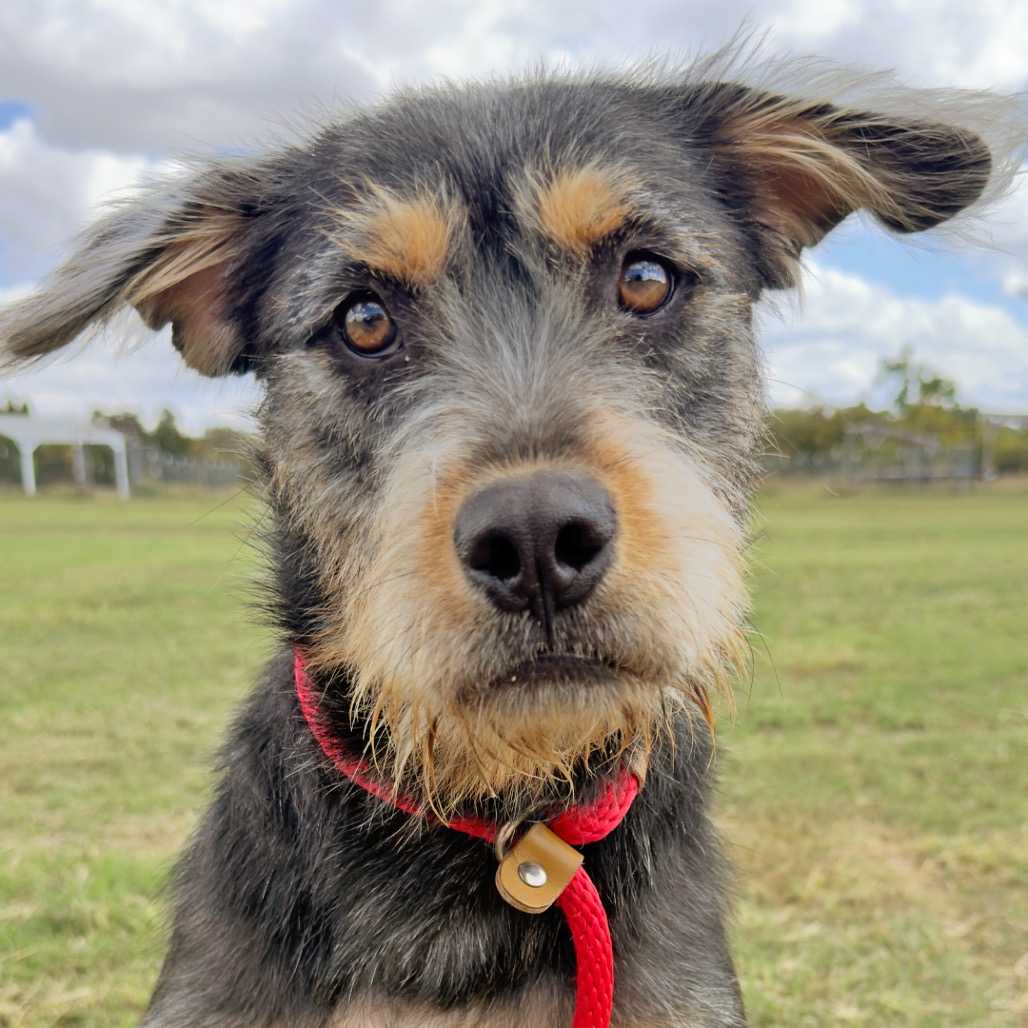 Mixed Breed