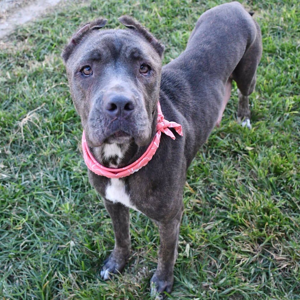 JACQUELINE - Mastiff / Cane Corso available for adoption