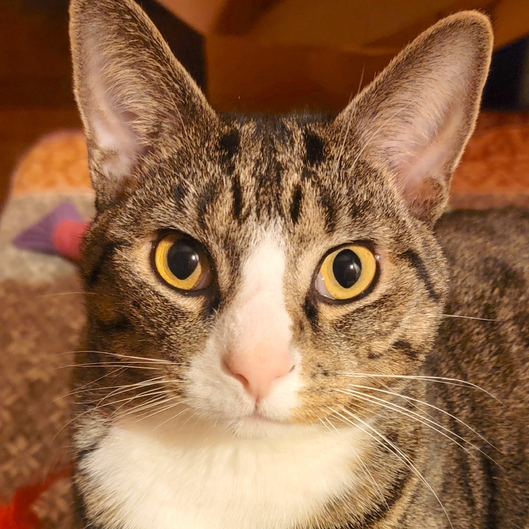 Pip