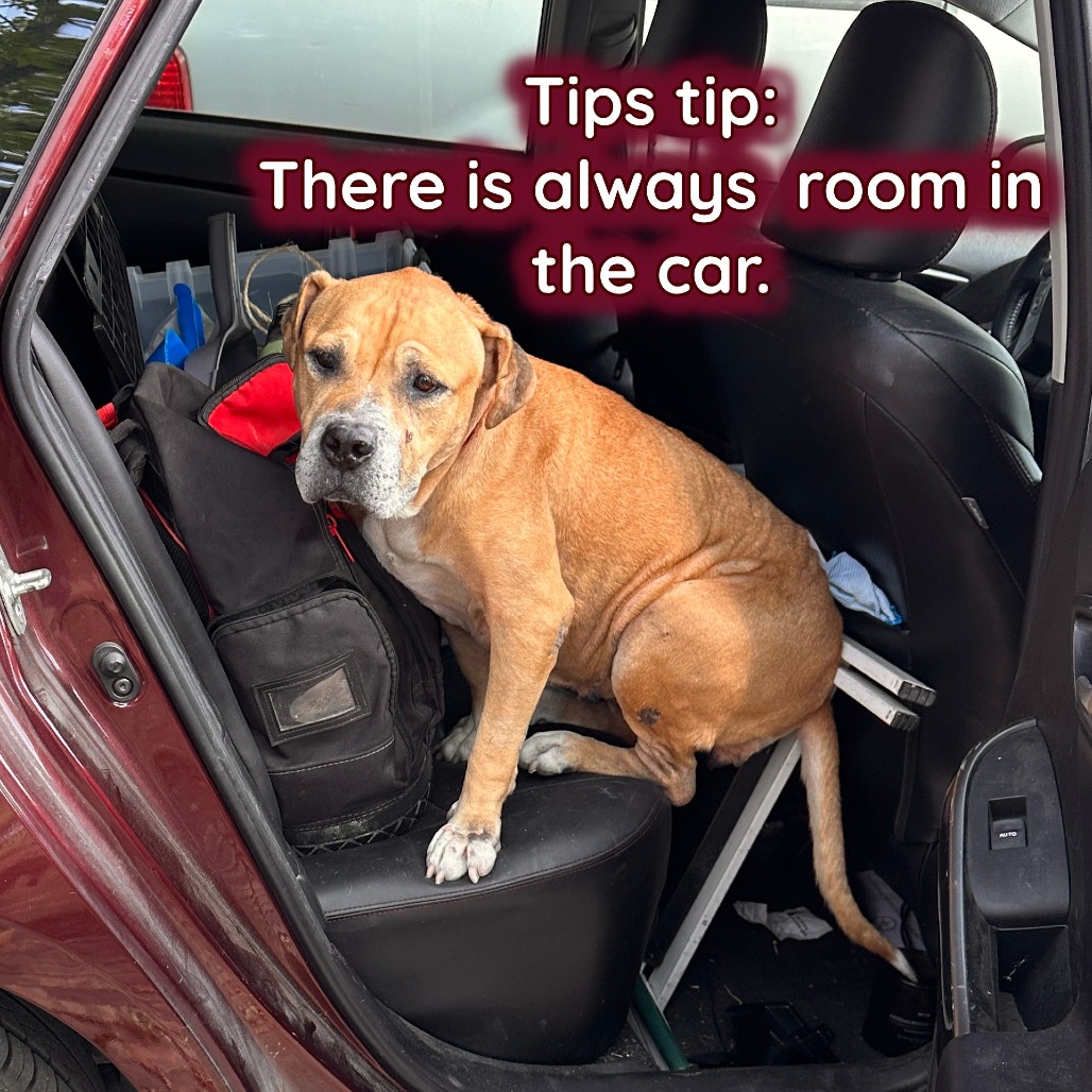 Tips Bella, additional photo