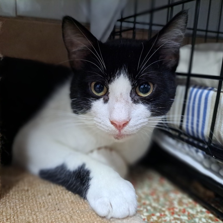 Full body shot of Bojangles