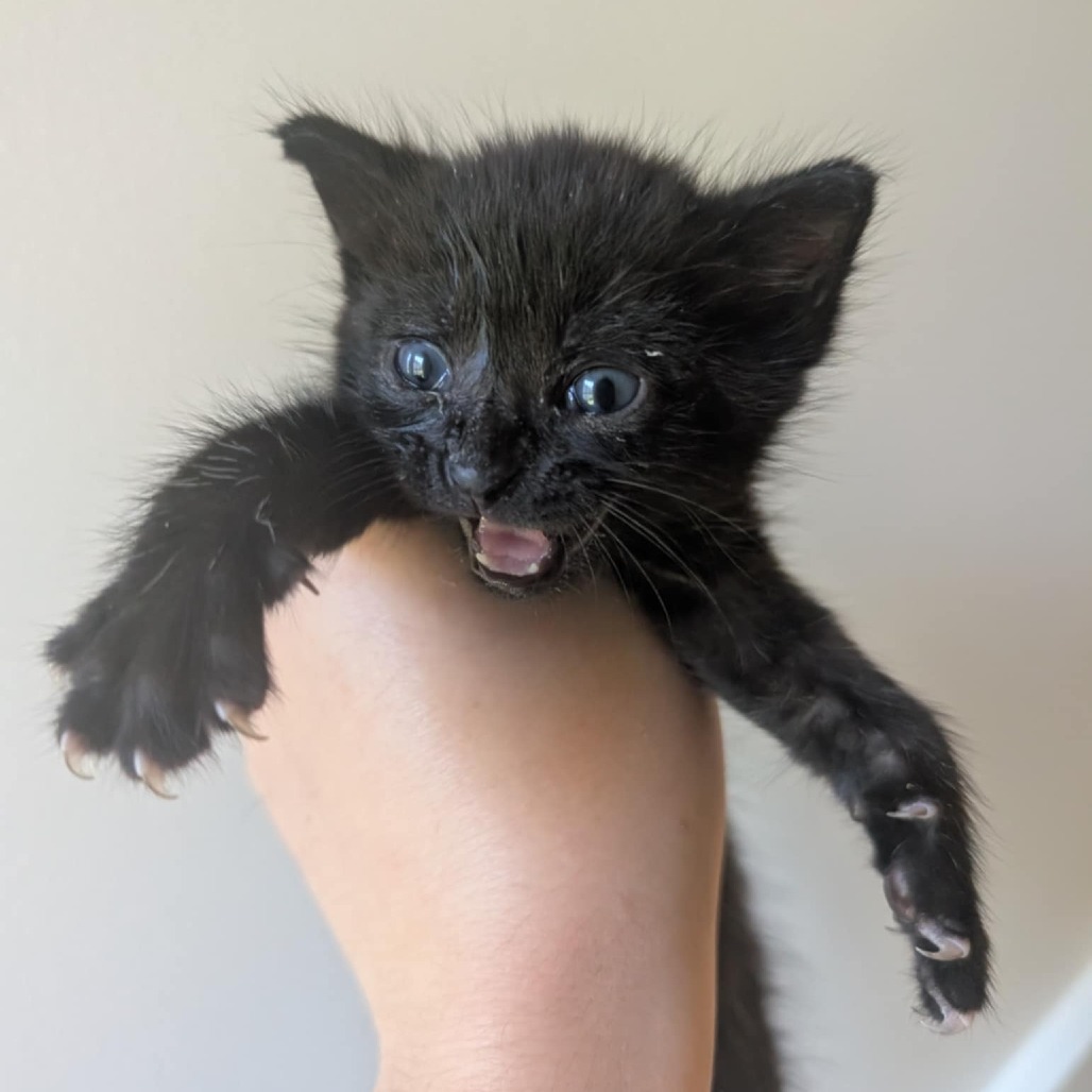 Mink — thumbnail 2