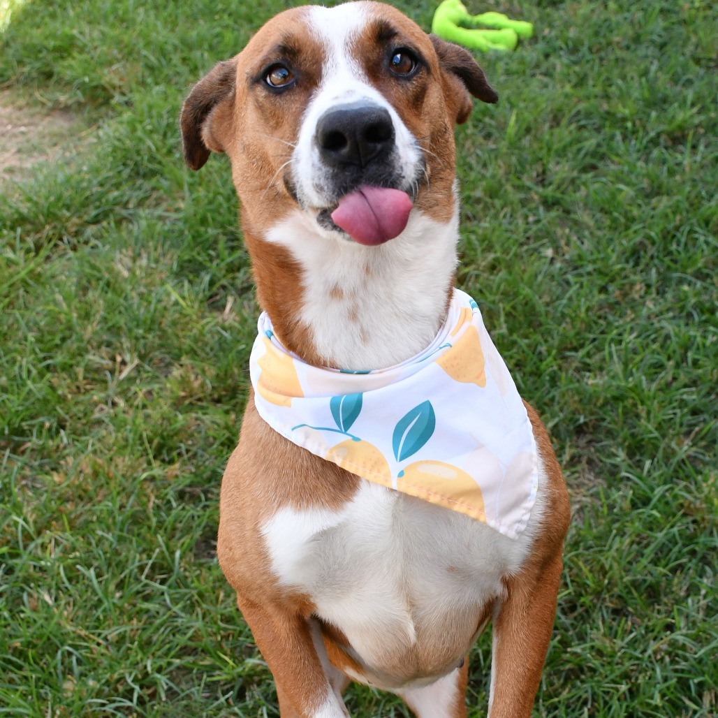 SIENNA - Mixed Breed (Medium) for adoption in Beaumont