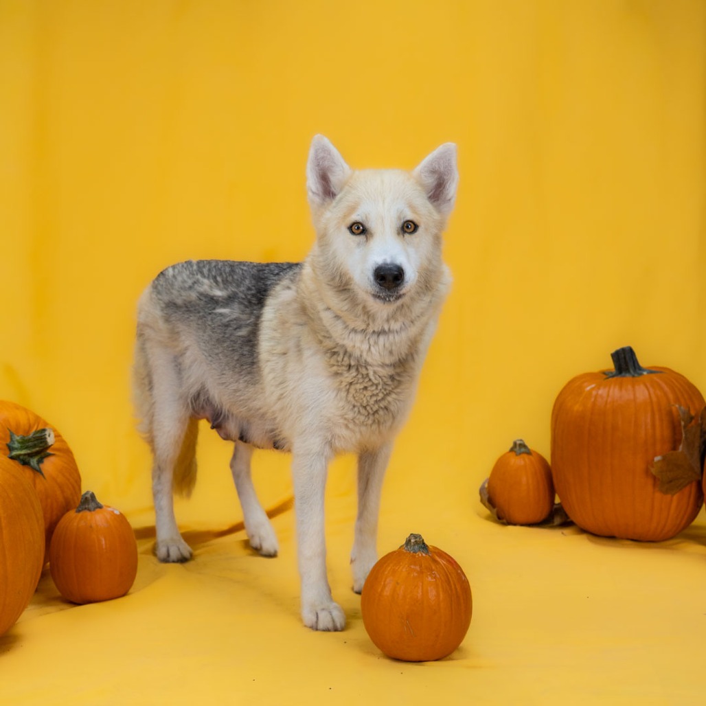 Yumi the Dog