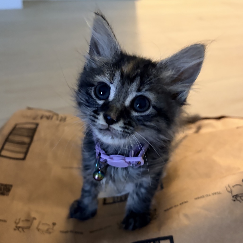 PRICE CHECK - Domestic Medium Hair available for adoption