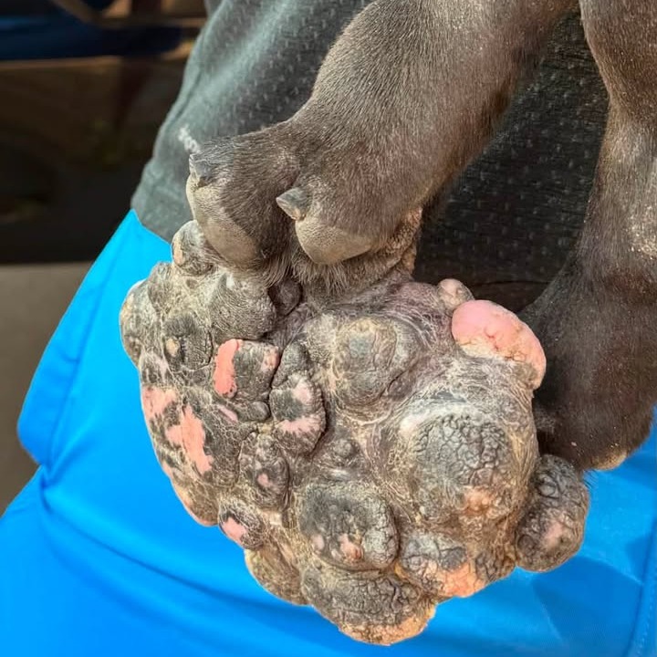 Photo of Oreo