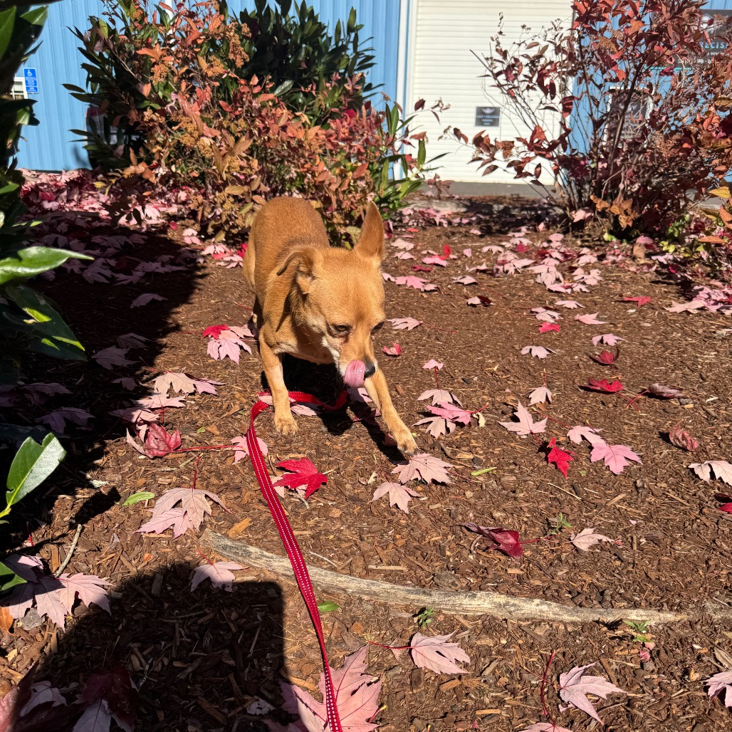 Rusty, photo 9