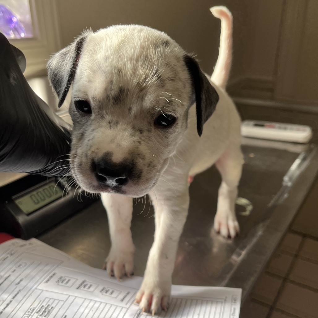  Photo of TUSC-Stray-82502