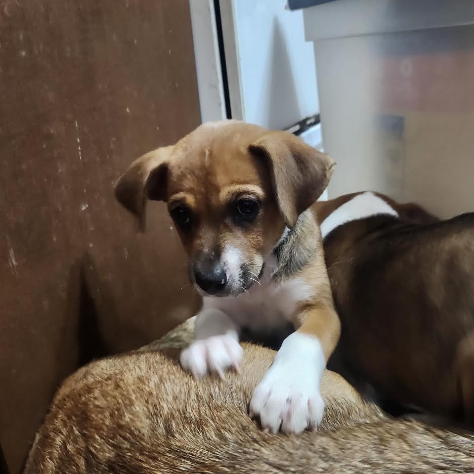 ALEXIS - Mixed Breed (Medium) available for adoption