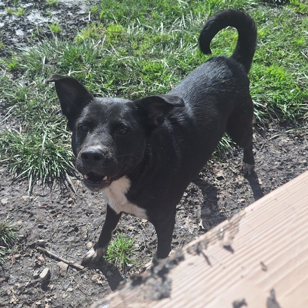 Kennel#14 Cali's preview photo