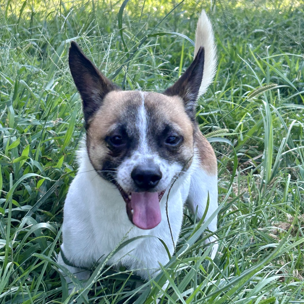 Scooby, photo 6 of 8
