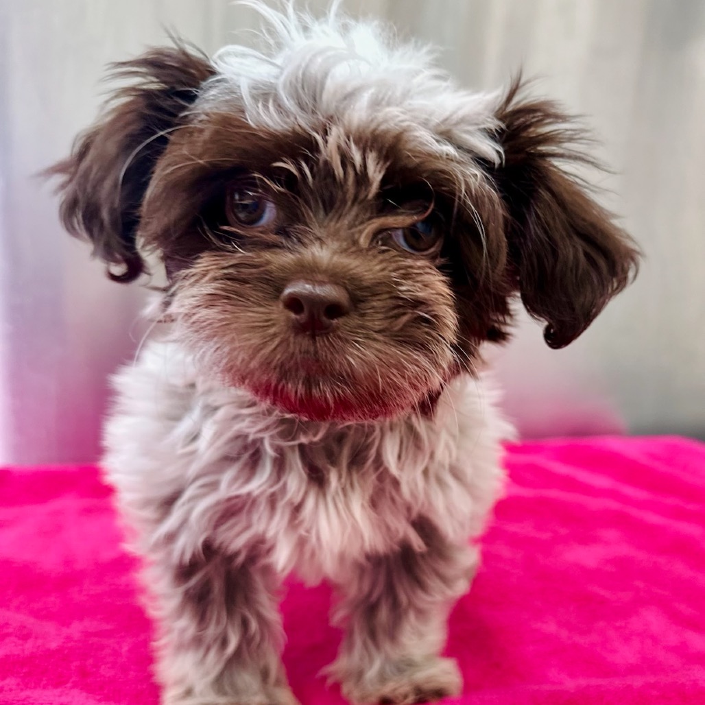STANK 🤣 -ADOPTION PENDING - Havanese available for adoption