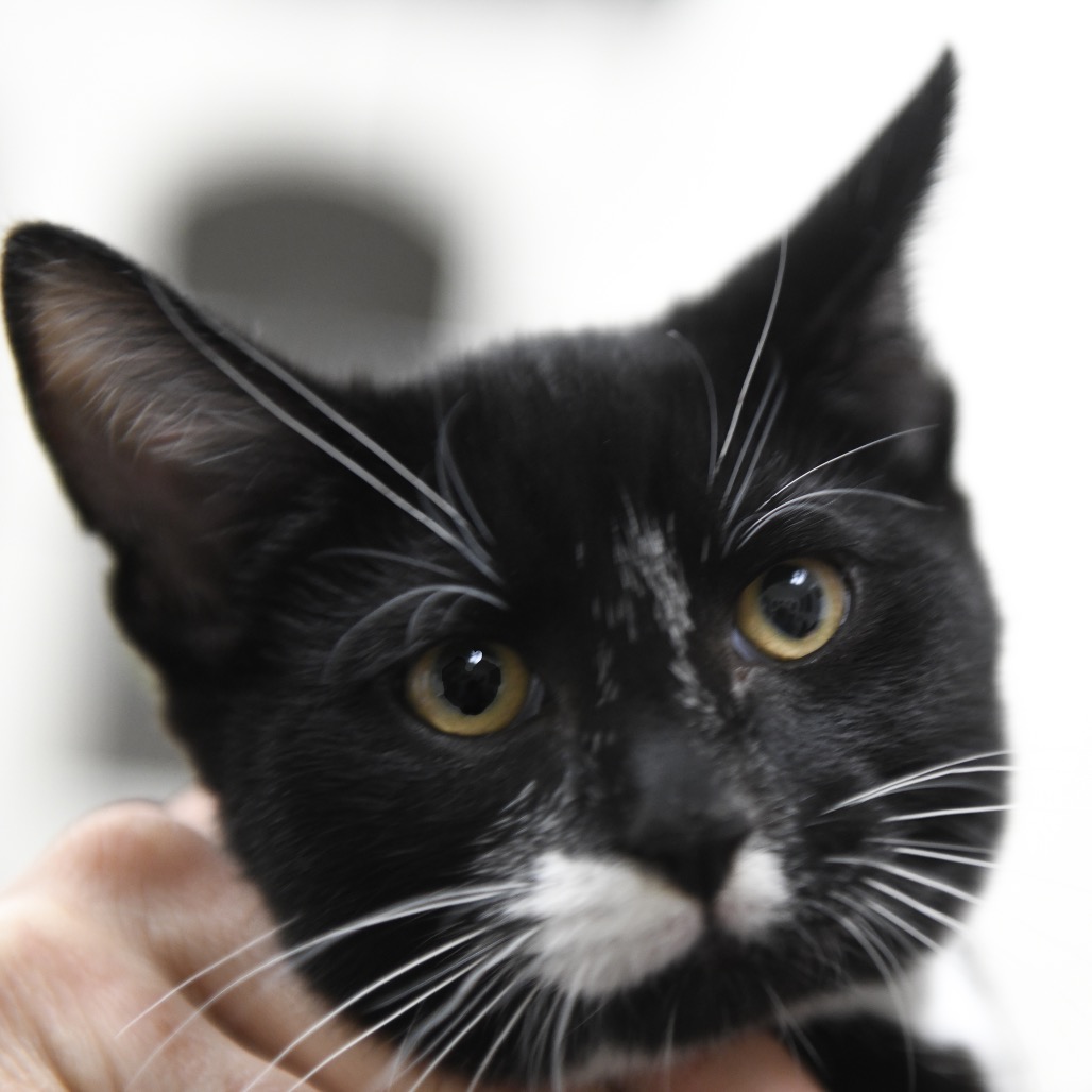 Kekoa - Domestic Shorthair