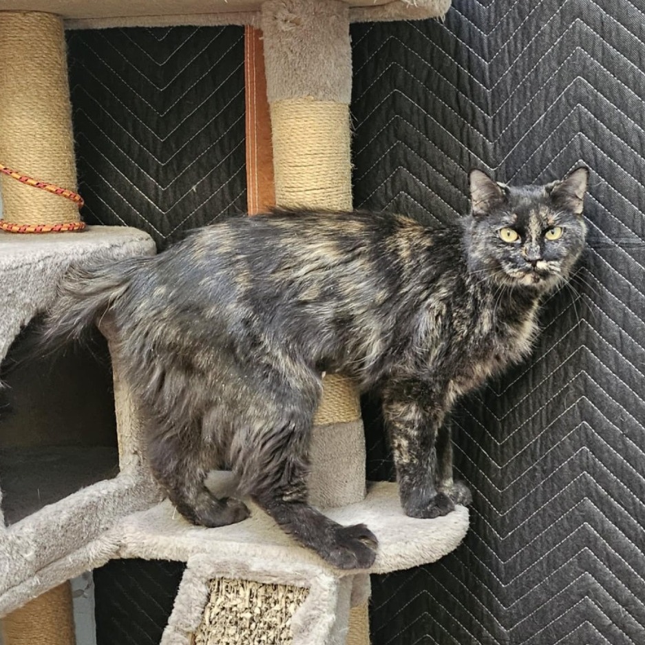 GISELLE - Domestic Medium Hair for adoption in Las Cruces
