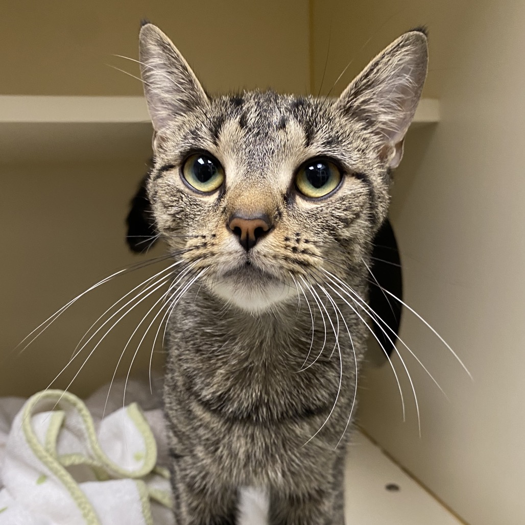 BRYLEE - Domestic Shorthair available for adoption