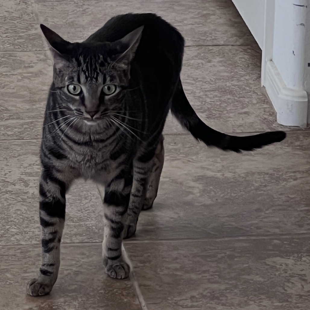 MONKEY - Domestic Shorthair available for adoption