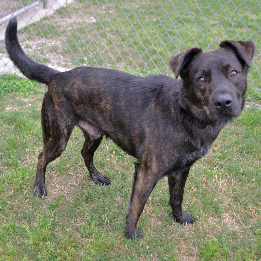 KODA - Cattle Dog, Australian (Red Heeler) / Terrier, Pit Bull available for adoption