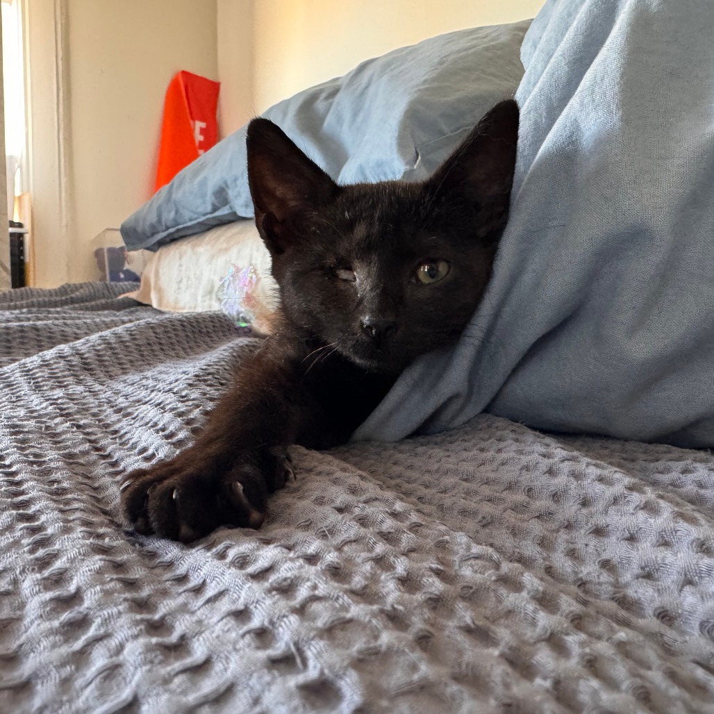 Photo of Little Sparrow