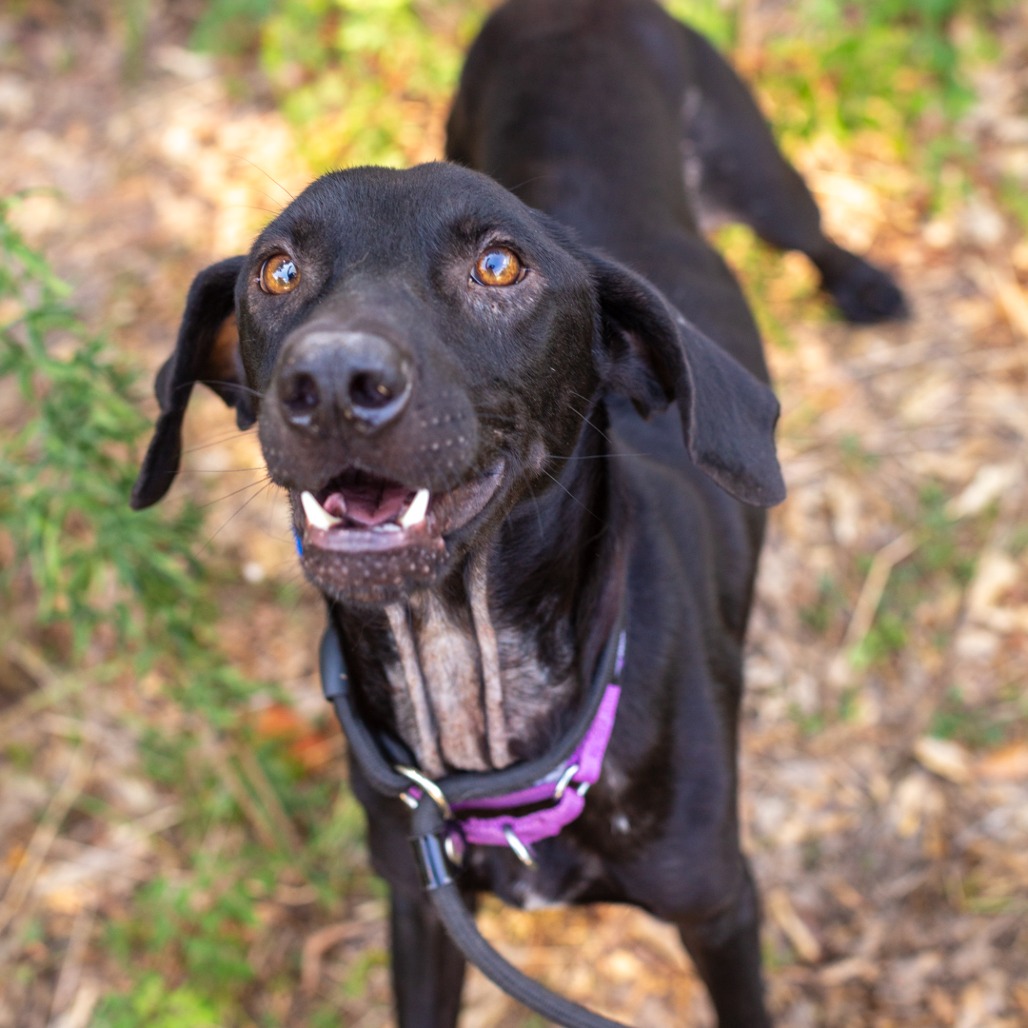 HANK - Retriever, Labrador / Foxhound, American available for adoption