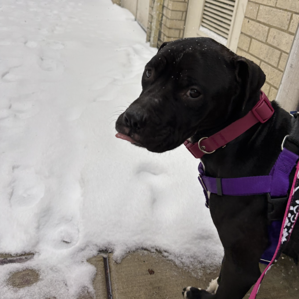 Bela Vida — thumbnail 4