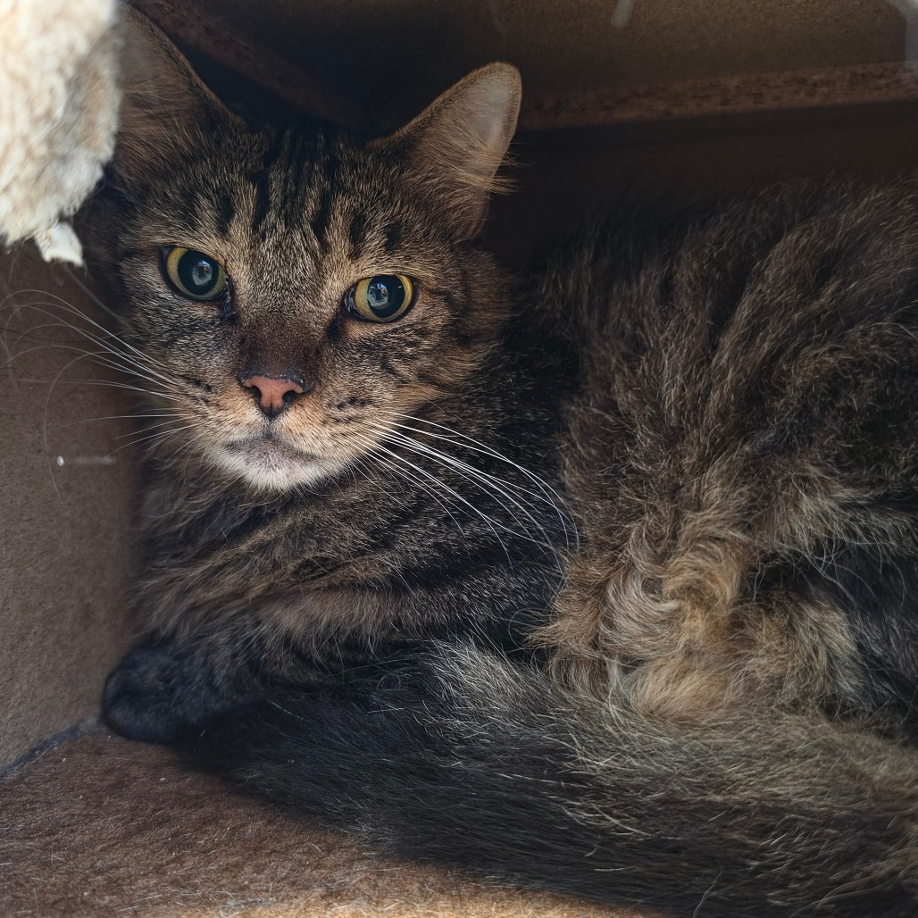 Dakota * Bonded with Atlas * Costa Mesa Location, photo 6