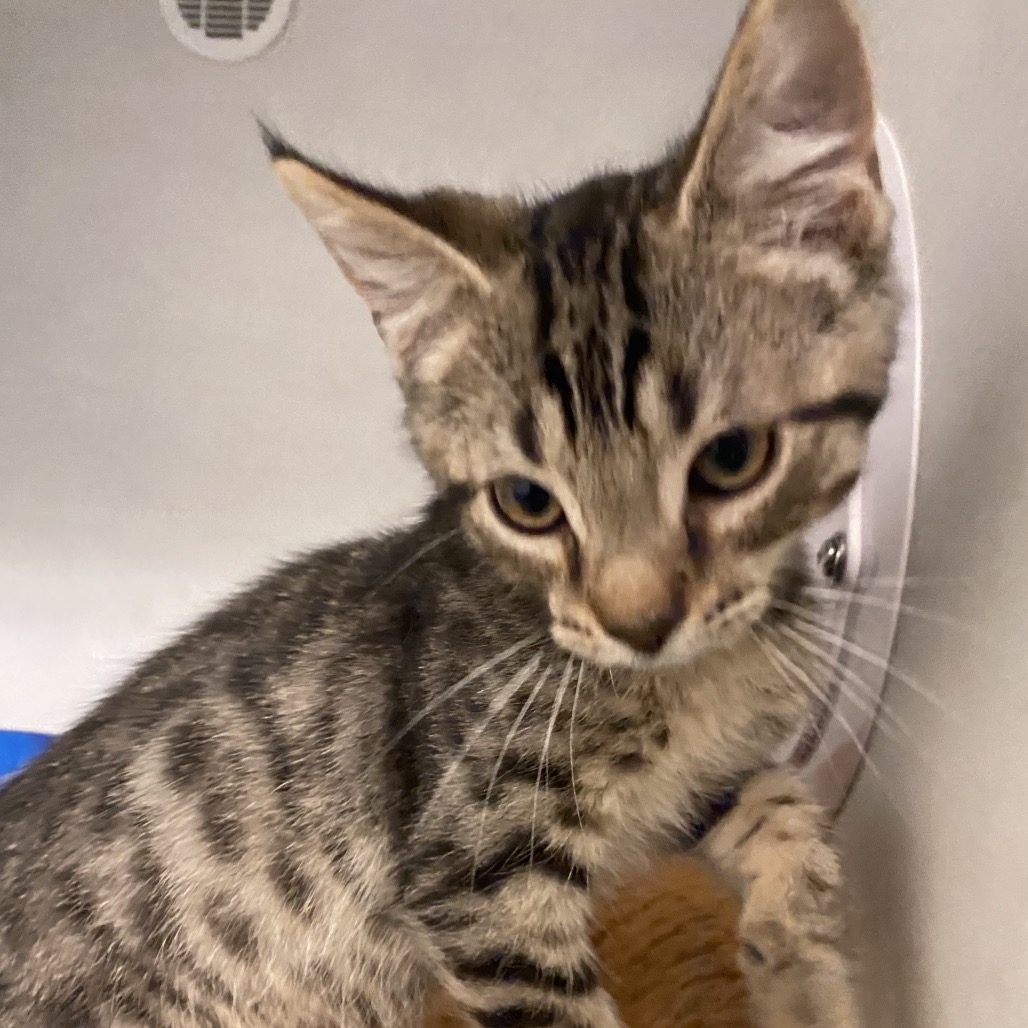 FRED - Domestic Shorthair available for adoption