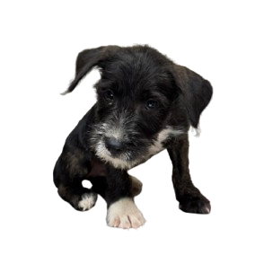Tusc Stray 81411