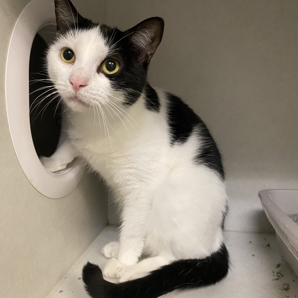 LINA - Domestic Shorthair for adoption in Dayton
